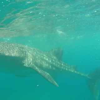 Whale Shark Point