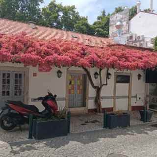 Trees. Giving a nice appearance to a house in Cascais, Portugal