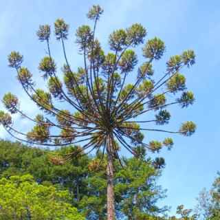 Trees. A tree from Brazil in the Pena Palace Gardens, Sintra, Portugal