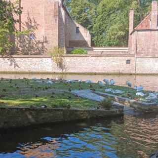 Swans in Bruges