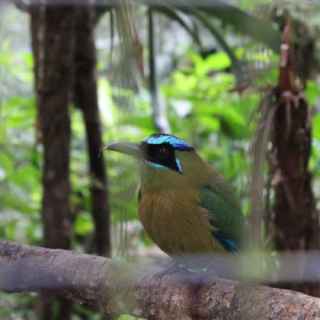 Belize Zoo and Tropical Education Center