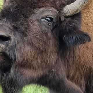 Усть-Буотама