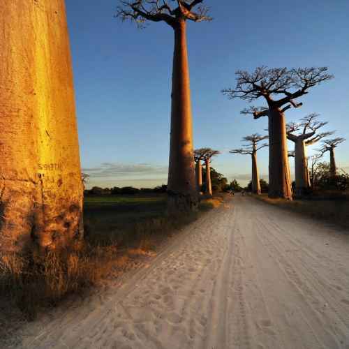 Avenue of the Baobabs photo