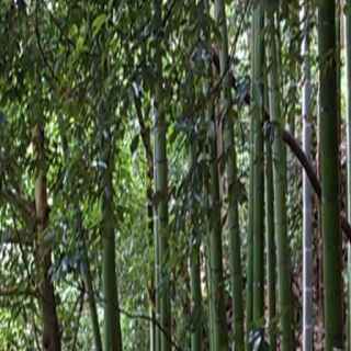 Fushimi Inari-taisha photo