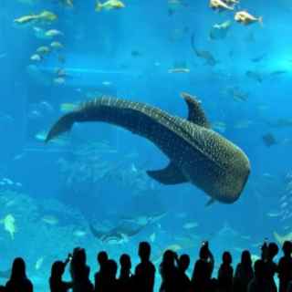 Osaka Aquarium Kaiyukan photo