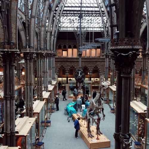 Музей естественной истории Оксфордского университета