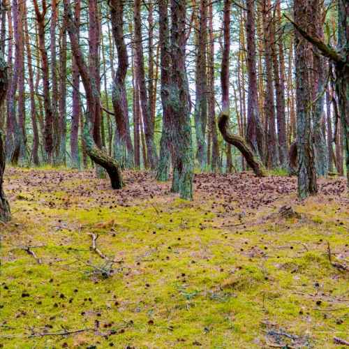 Танцующий лес photo
