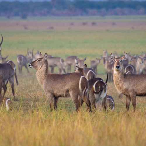 Национальный парк Горонгоса photo