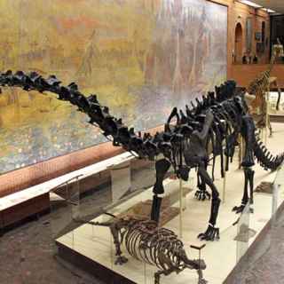 Moscow Paleontological Museum photo