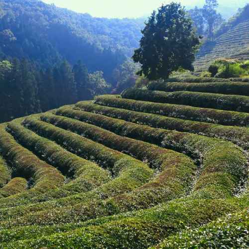 Boseong Green Tea Plantation photo
