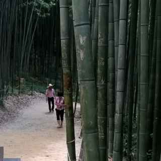 Бамбуковый лес Тамян