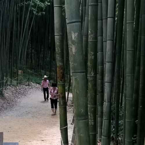 Damyang Bamboo Forest photo