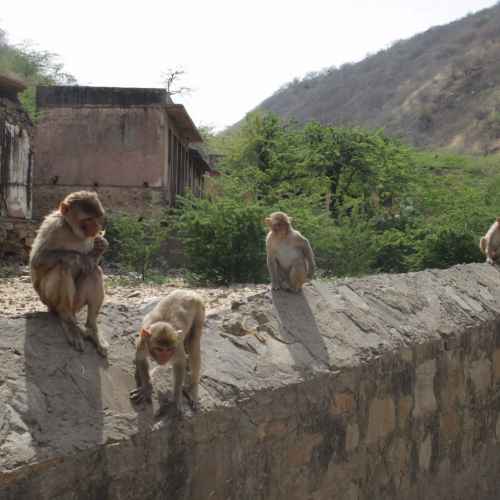 Monkey Temple Jaipur photo
