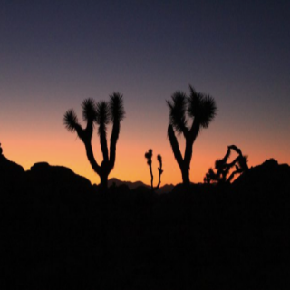 Joshua Tree National Park