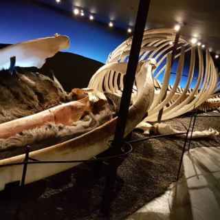 Музей китов