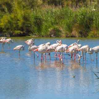 Природный парк Камарг (Camargue)