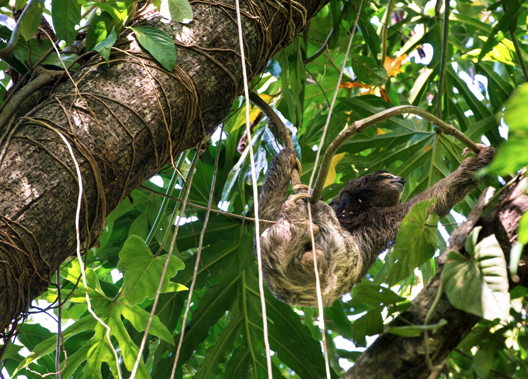Ленивый обитатель джунглей Коста-Рики.