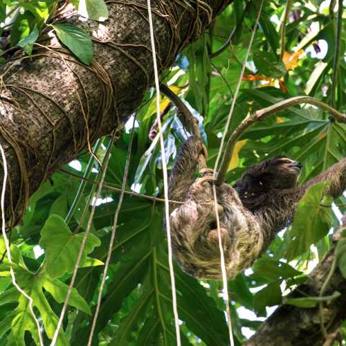 Ленивый обитатель джунглей Коста-Рики.