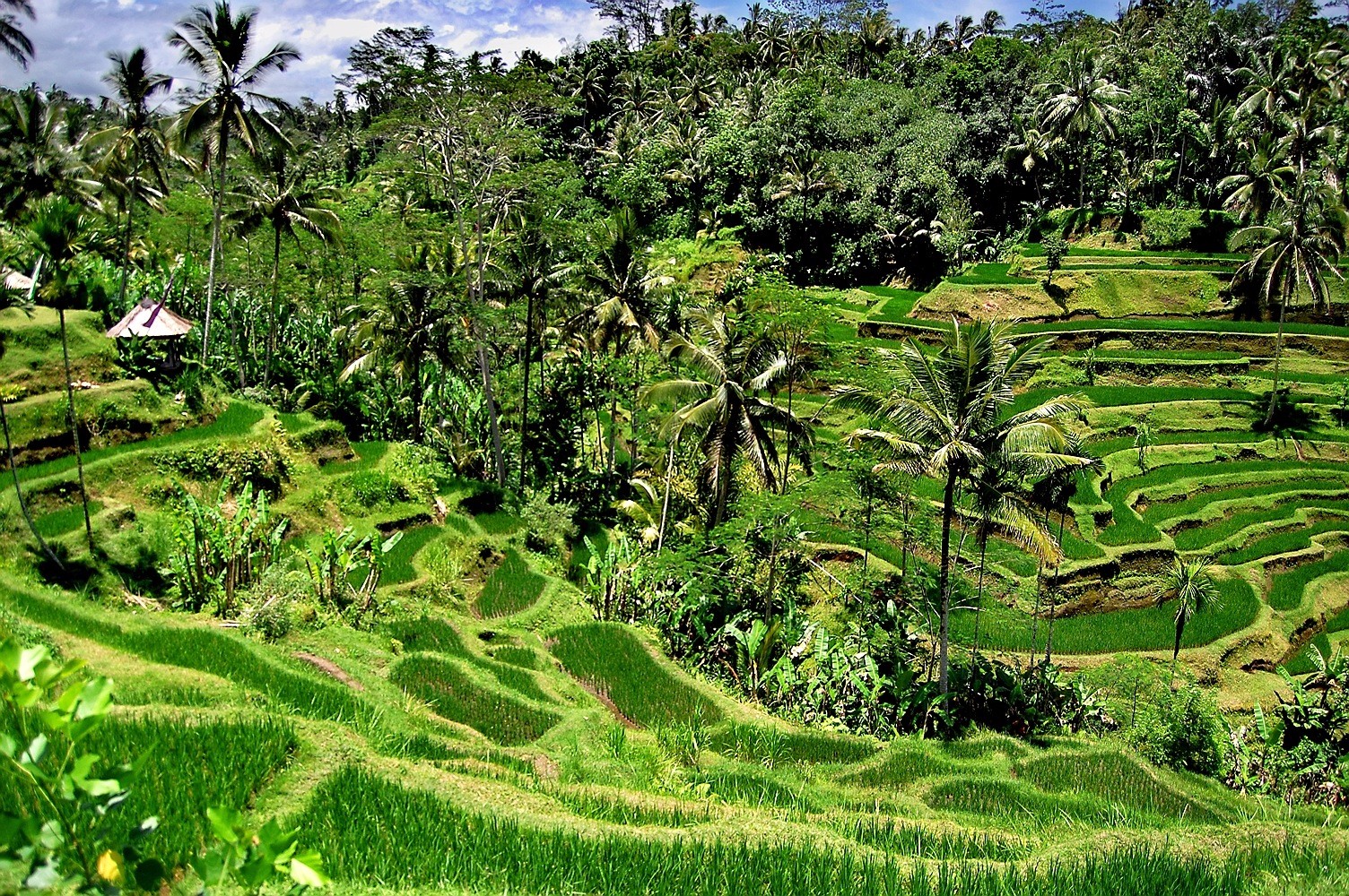 Рисовые поля индонезийского острова Бали.