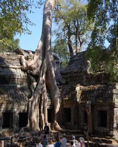 Храм Та Пром с деревьями-великанами.