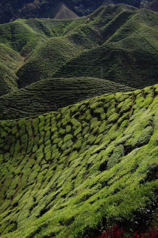 Чайные плантации до горизонта в Камеронских нагорьях.