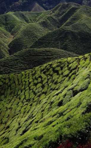 Чайные плантации до горизонта в Камеронских нагорьях.