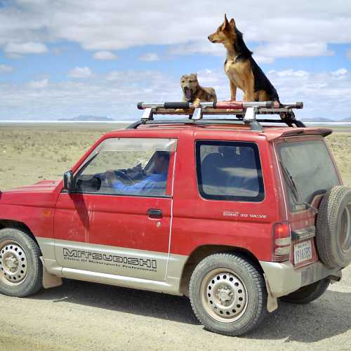 Счастливые псы недалеко от боливийского городка Уюни.