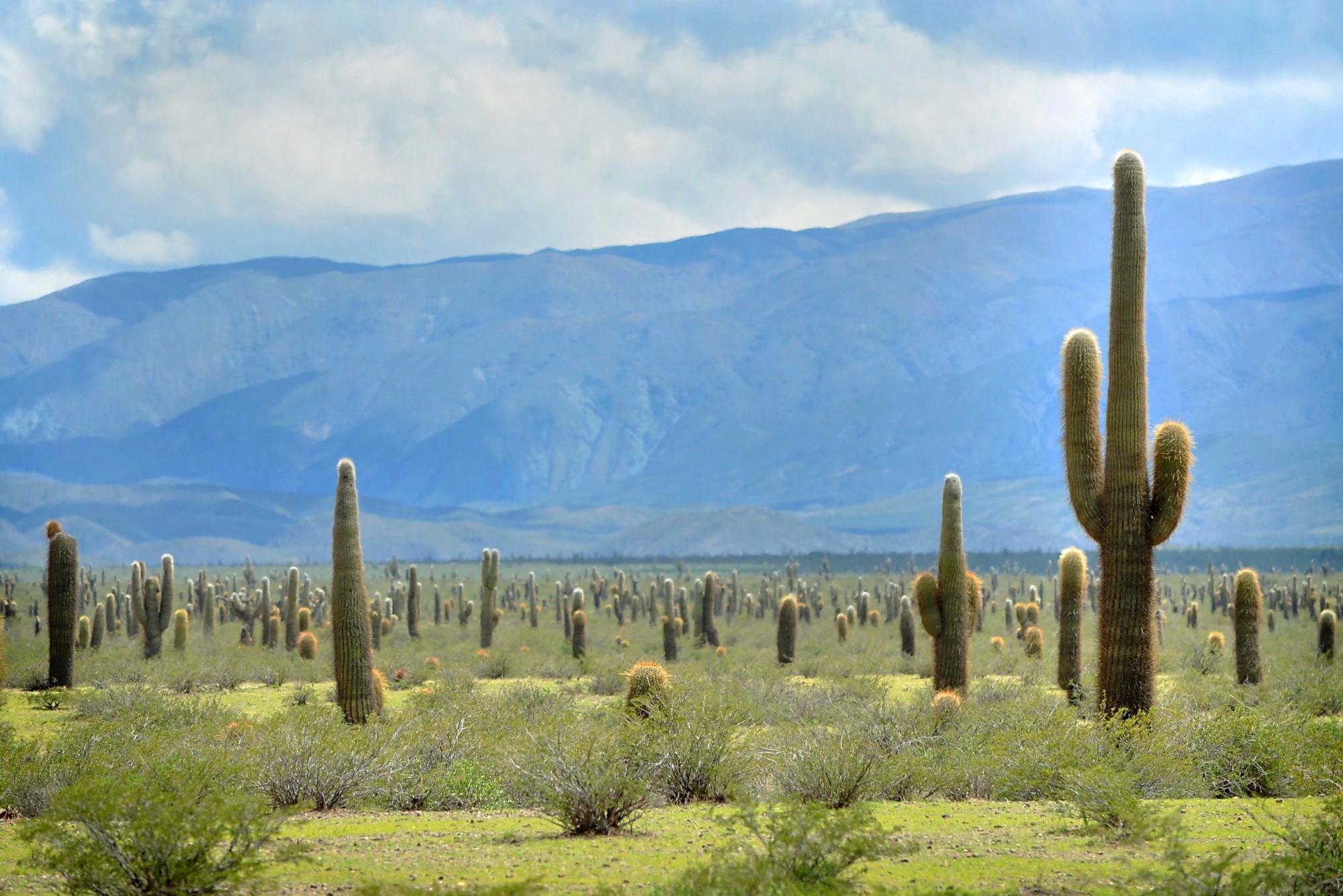 Долина кактусов недалеко от аргентинского города Сальта.