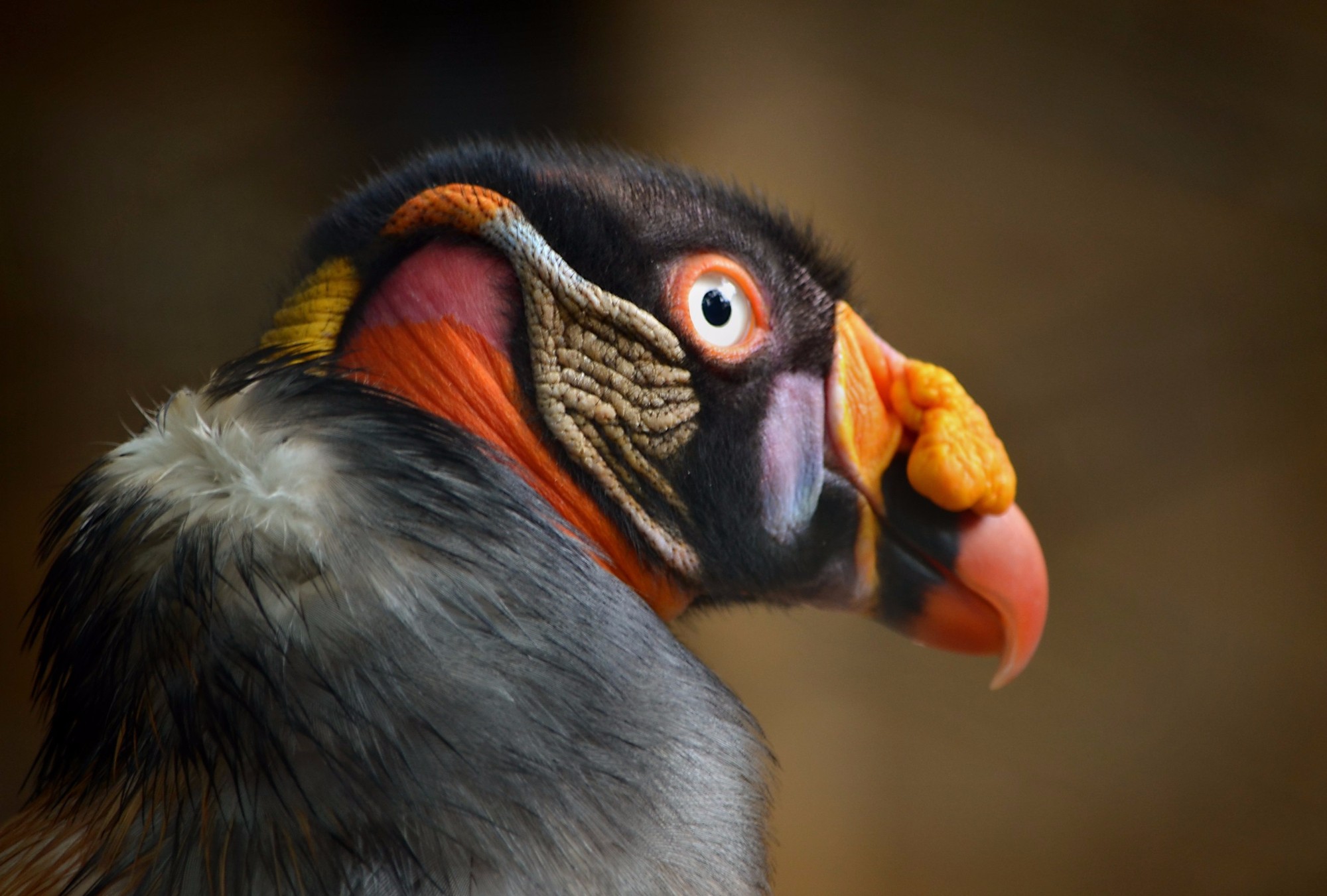 Удивительный птиц в зоопарке города Кали в Колумбии.