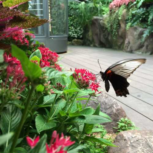 Butterfly Garden photo