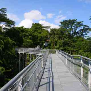 Forest Canopy Walk photo
