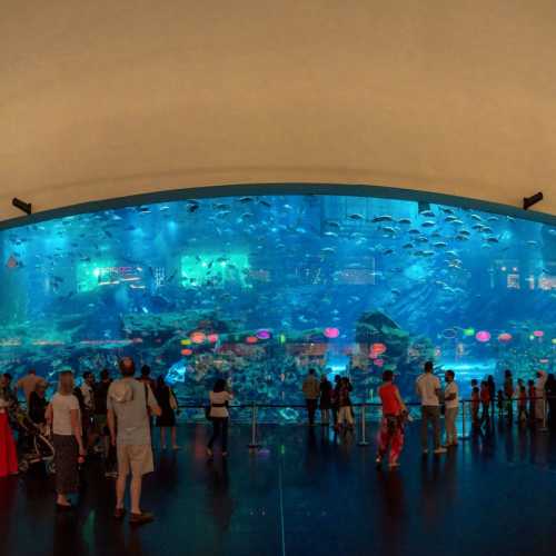 Dubai Aquarium & Underwater Zoo photo