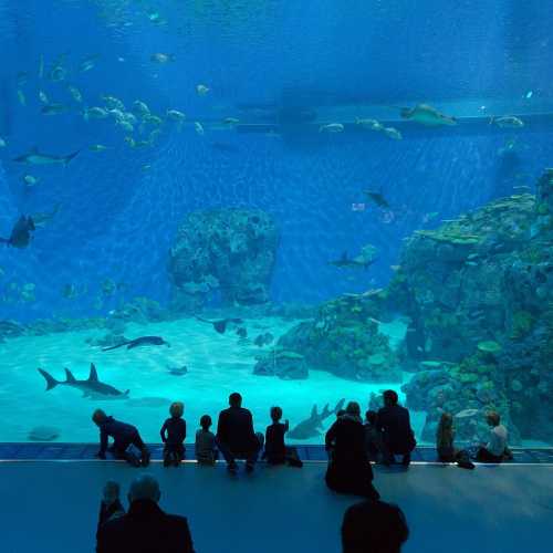 National Aquarium Denmark, Denmark