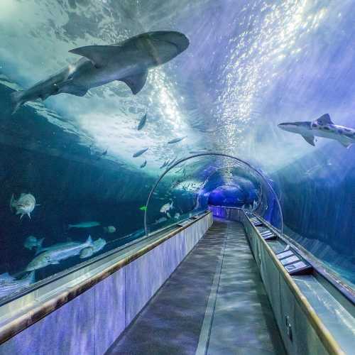 Aquarium of the Bay photo