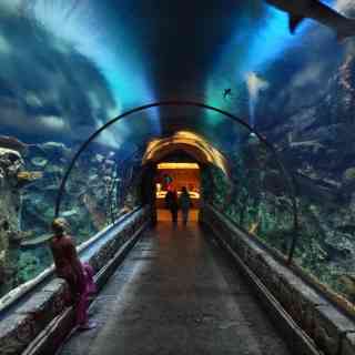 Shark Reef Aquarium photo