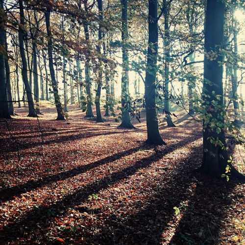 Sherwood Forest, United Kingdom