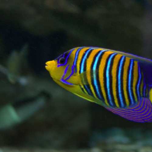 Hurghada Aquarium photo