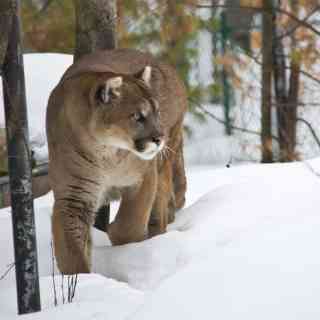 Muskoka Wildlife Centre photo