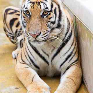 Tiger Kingdom photo