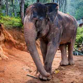 Phuket Elephant Sanctuary photo