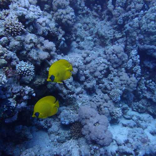 Ras Nasrani Reef