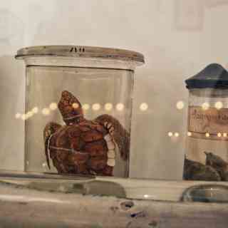 Dubrovnik Natural History Museum photo