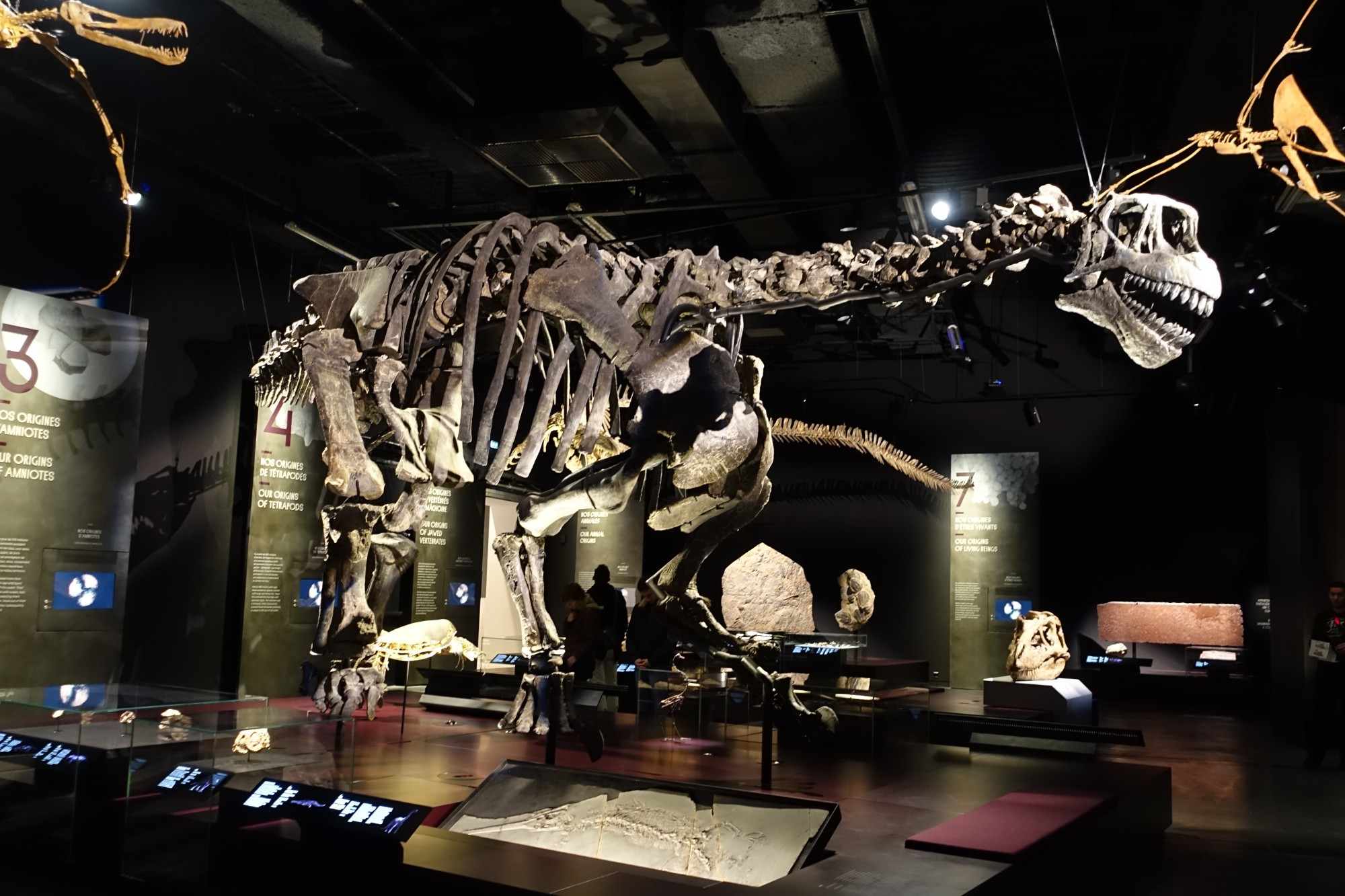 https://commons.wikimedia.org/wiki/File:Camarasaurus_-_Mus%C3%A9e_des_Confluences_-_Lyon_le_20_12_2014_-_2.JPG