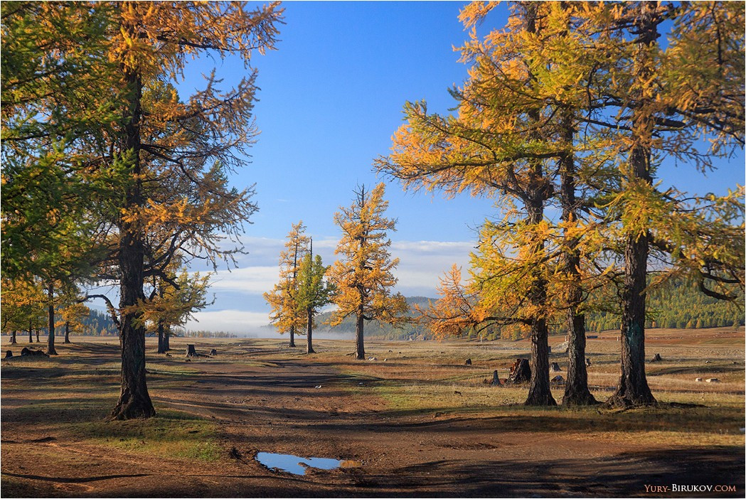 Осень в северной Монголии