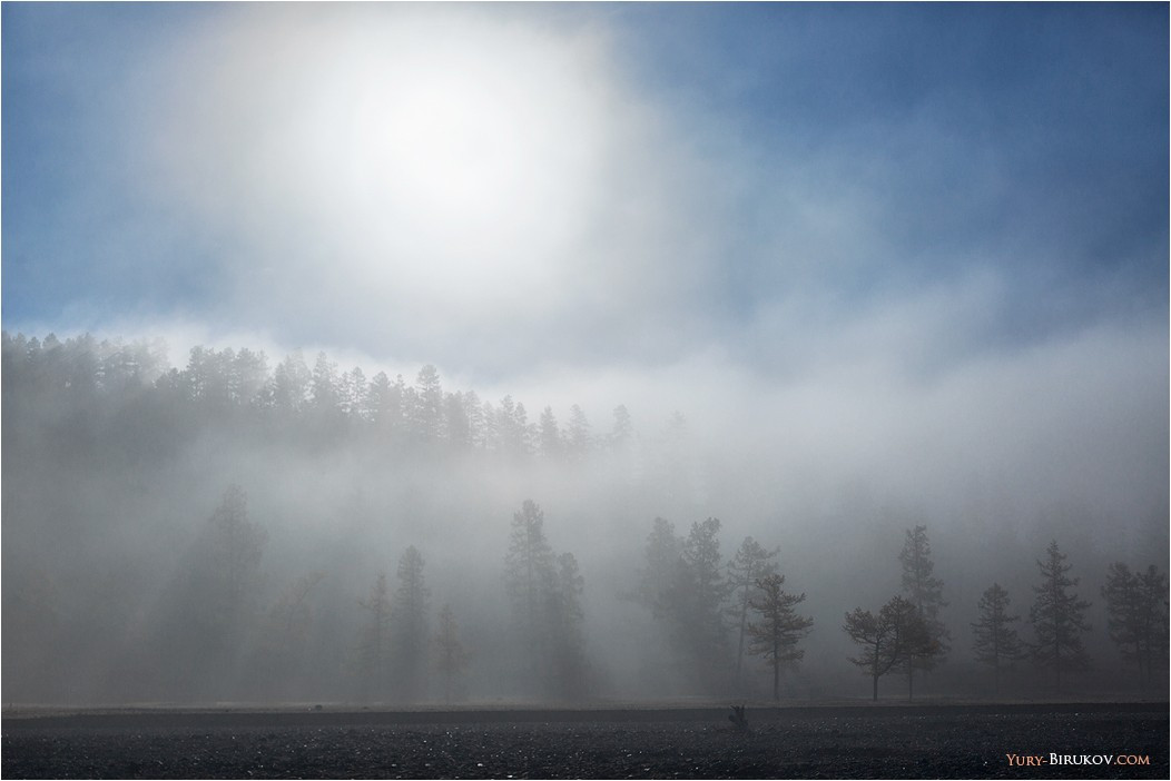 Лес в осеннем тумане