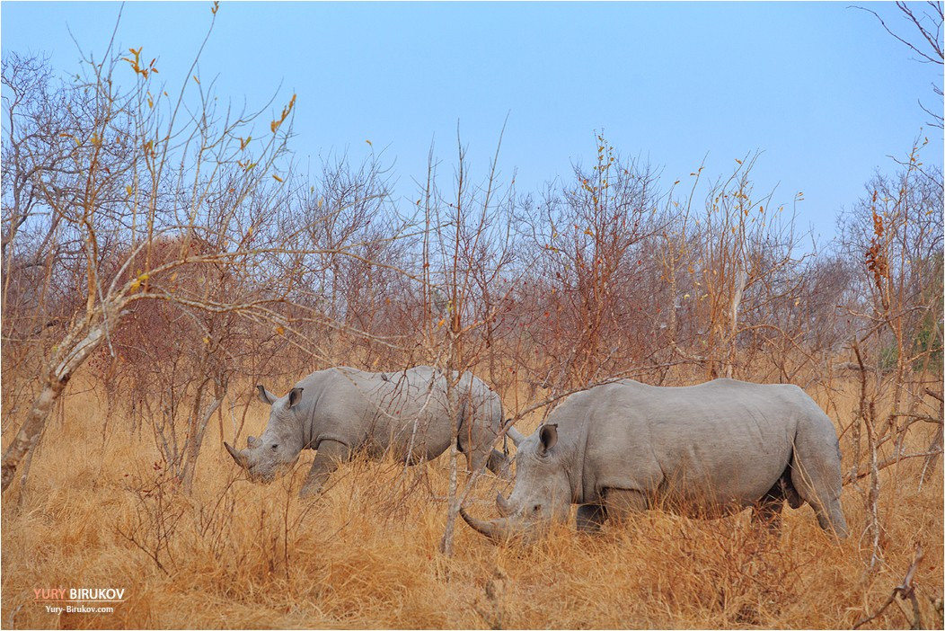 Носороги рано утром в национальном парке Крюгер