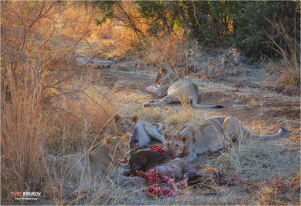 Львы доедают антилопу гну в национальном парке Пиланесберг