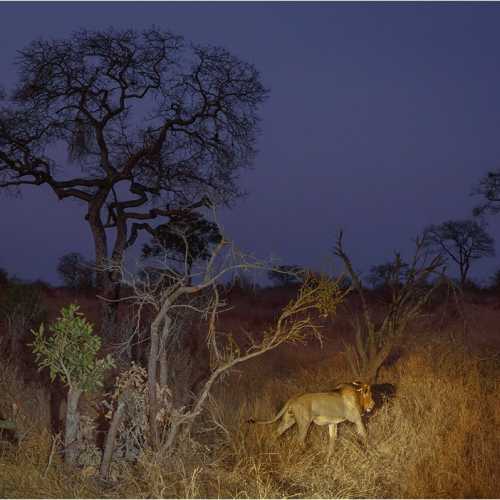 Лев возвращается с ночной охоты в национальном парке Крюгер