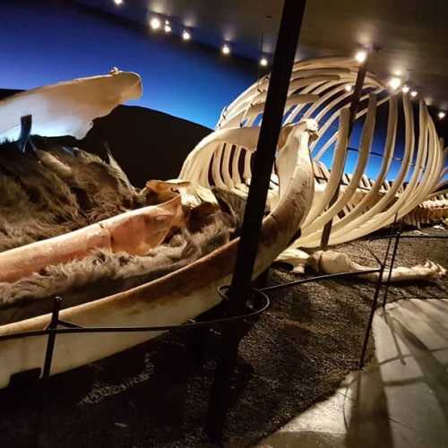 Музей китов, Исландия