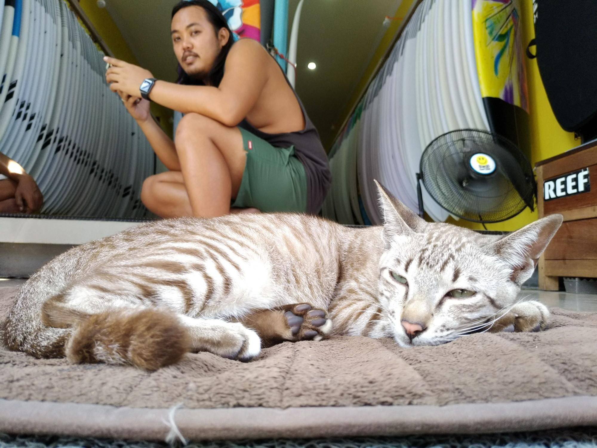 Life of cat from Bali